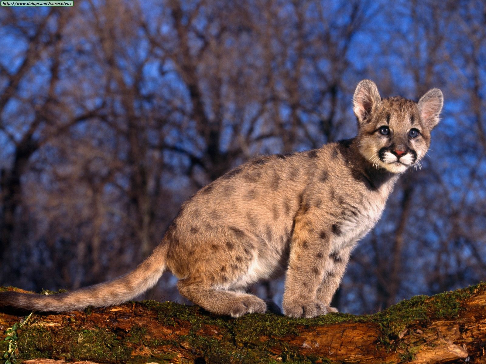 what color is a puma